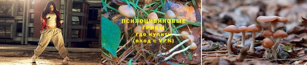 стаф Верея